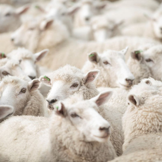 sheeps