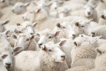 sheeps